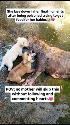 every donation matters alot link in bio to support our rescue #usa #canada