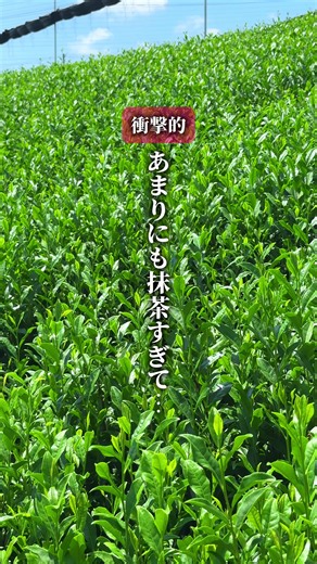 道の駅 お茶の京都 みなみやましろ村：京都・南山城村の抹茶グルメガイド