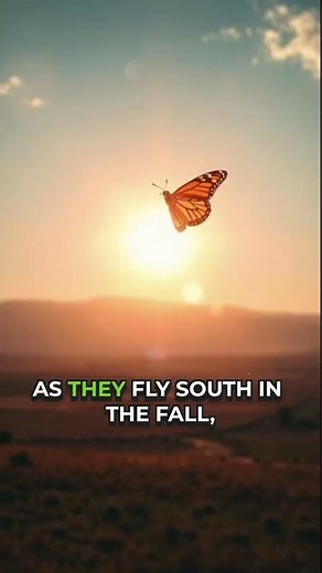 The AMAZING Migration of Monarch Butterflies Starts NOW