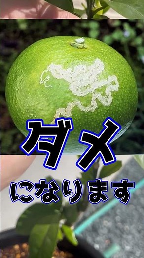 みかんの苗木の害虫〜すぐにチェック〜
