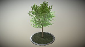 Tilia Tree - 6 Meter - Summer - Version 2 - 3D model by VIS-All-3D (@VIS-All)