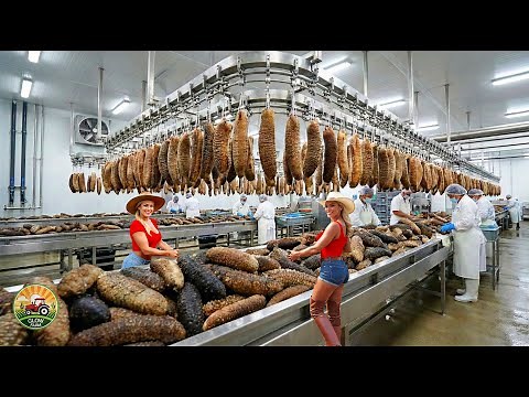 How Billions of Sea Cucumbers Are Raised and Processed – Inside Sea Cucumber Farming and Processing