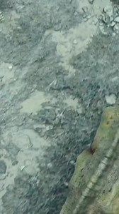 What's your favorite dinosaur sound effect from the movies? Let's get Jurassic! 🔊 | Love Dinosaurs