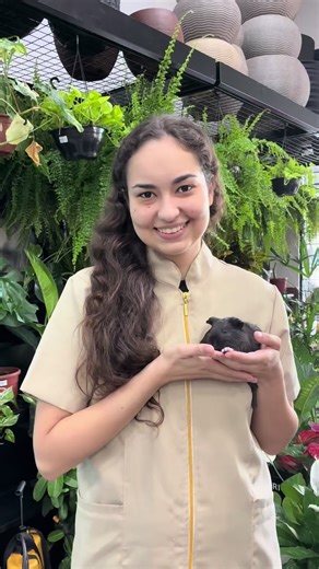 O que você precisa saber para ter um porquinho-da-índia saudável! 🐹✨ 1️⃣ Fibra é vida: O ceco deles é enorme e precisa de feno 24h por dia para não parar. A fibra mantém o “motor” funcionando! 🌾 2️⃣ Vitamina C no prato: Assim como nós, eles não produzem essa vitamina. Pimentão e folhas escuras são essenciais para evitar o escorbuto! 🫑 3️⃣ Higiene das glândulas: As glândulas anais (especialmente nos machos) precisam de atenção para evitar infecções e mau cheiro. 🧼 Marque alguém que acabou de 