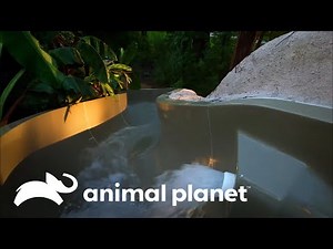 Piscinas con entradas y toboganes que están fuera de tu imaginación | Piscinas Increíbles