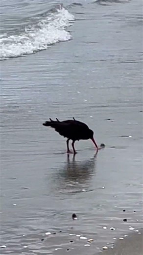 Oyster catcher /Tōrea pango Onetangi beach #oystercatcher #onetangibeach #waihekeisland