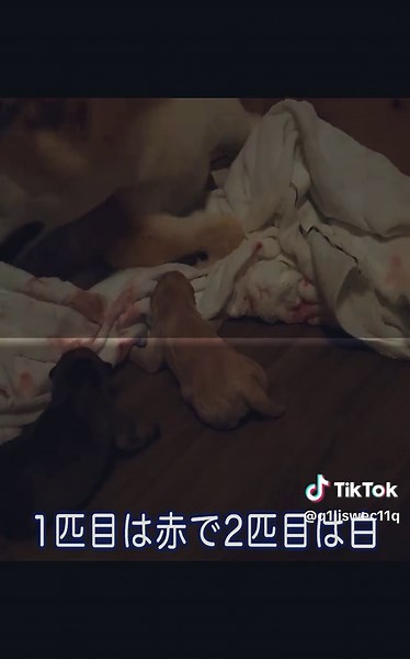 8_【柴犬 出産ドキュメンタリー】緊迫 深夜2時の出産 妊娠60日目の奇跡
