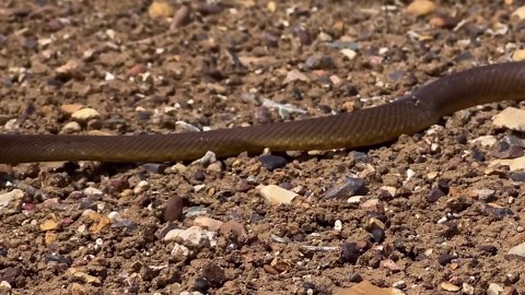 The world’s most venomous snake has a bite strong enough to kill 100 people