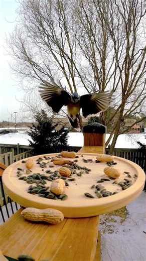 Blue Jay caught Flying down from Trees in slow motion to grab a peanut 🥜