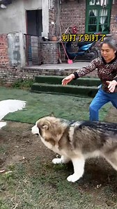 This biased fight made the dog so angry that he started talking😂 這偏架拉的，把狗子氣得都開口說話了😂 #funnyanimals #funny #reels #dogs #搞笑 #狗 #萌宠 #阿拉斯加 | 梁彬家的汪星人