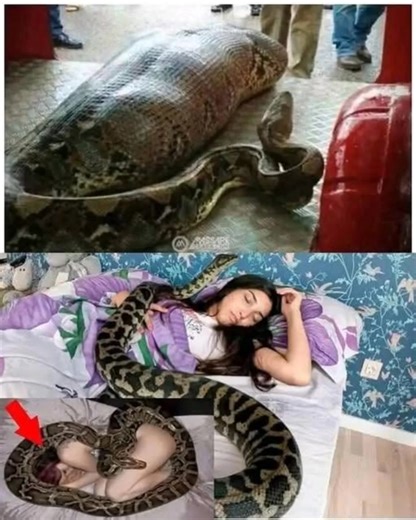 1K views | Woman slept with her python every night until the vet showed her a surprising ultrasound | R O B i N i T Y | Facebook