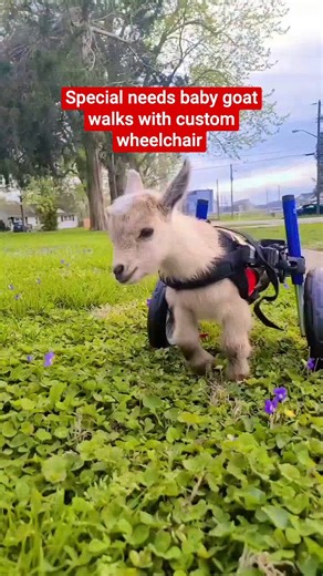 Special needs baby goat walks with custom wheelchair