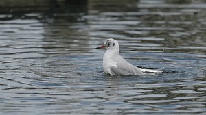 clip-1100676707-black-headed-gull-sea