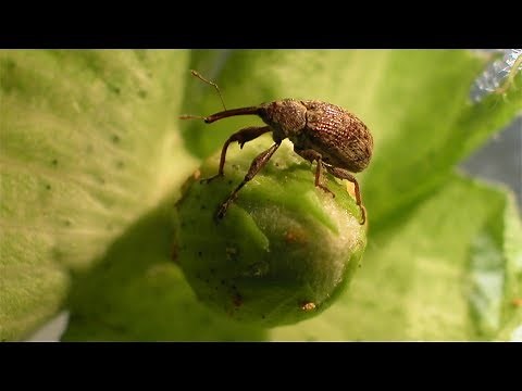 Banished Boll Weevils