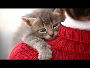 Getting hugged by a cat is one of the Greatest and Cutest Things 😻 Cute Cat Show Love