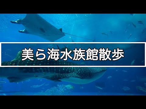 【Okinawa 4K】Okinawa Churaumi Aquarium