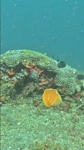 Watch the Cuttlefish Change Color
