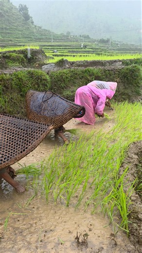 Heavy Rain in the Himalayas Traditional Paddy Planting in Nepal's Mountain Village #heavyrain #viral