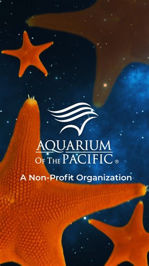 Discover Stars of the Sea – our newest exhibit! See the delicate beauty, fascinating diversity, and superhero powers of sea stars, and learn about the threats that could lead to these stars fading forever. | Aquarium of the Pacific | Facebook