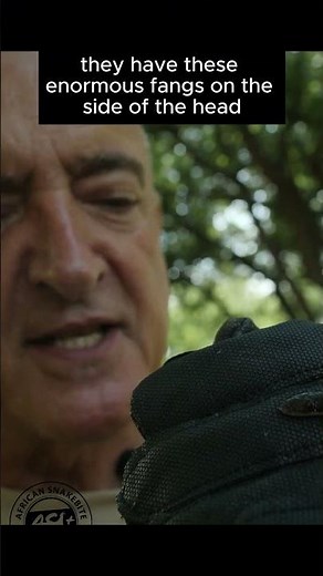 Stiletto Snake bites