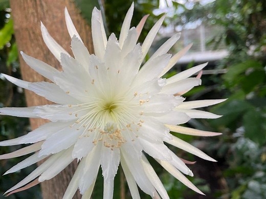 Watch First Time-Lapse Footage of a Rare Moonflower Cactus Blossoming