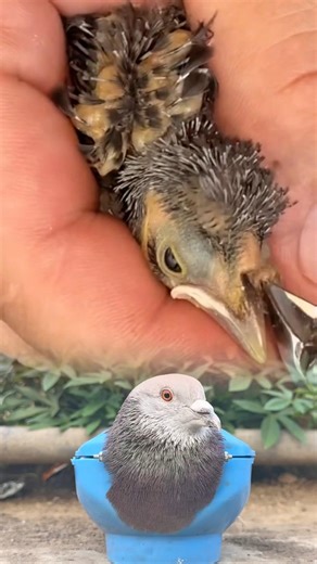 Doctor Reveals How Many Myiasis Larvae Were on This Bird 😱🕊️ #usaaudience #ukaudience