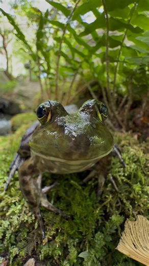 Jennifer Loves Frogs on Instagram: "Please enjoy a moment with the frogs at my pond The first frog is a bullfrog, Beatrice. Then there’s a female green frog, Dee. Followed by 2 male green frogs. The frogs are currently doing their frog hibernation thing (brumation) until spring. #frogs #frogpond #froggies #refresh"