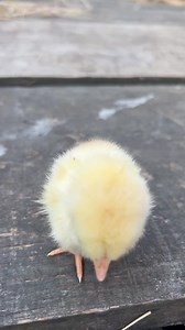 Welcome to our newly hatch bantam chick who I am looking after until his mum hatched the rest of the brood over night #bantamchick #newborn | Caenhill Countryside Centre