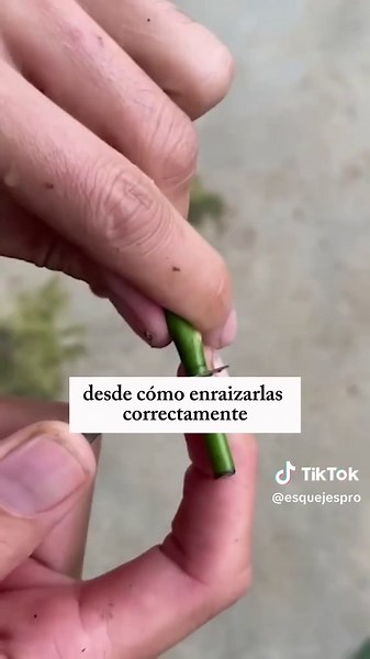 Multiplica Plantas Rápido con La Biblia del Esqueje