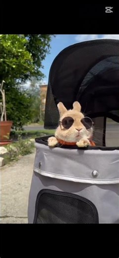 Baby Stroller? Nah… Bunny Stroller!