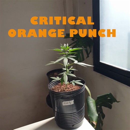 DÍA 33🟢A ESTAS "CRITICAL ORANGE PUNCH" DEL BANCO HOLANDES "DUTCH PASSION" LES TOCA APLICARLES LA TECNICA DE PODA "APICAL" CON EL FIN DE AUMENTAR LA PRODUCCIÓN DE COPAS PRINCIPALES LO QUE PRODUCE A FUTURO MÁS FLORES