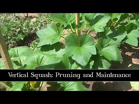Vertical Squash: Pruning and Maintenance