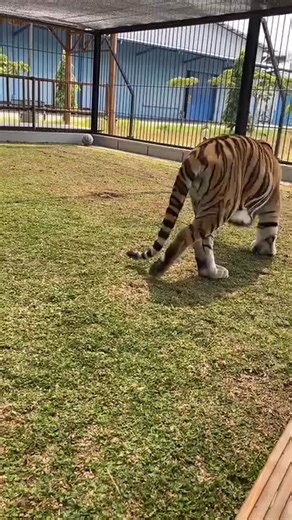 Kenzo cardio time playing football | Toby Watts | Facebook