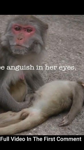 Mother Monkey Crying - Baby Monkey Dead - Monkey Meeting Tourist 2017 | Monkey history 2024