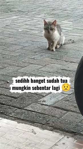 sedih sekali 🥺 #kucing #kucingkampung #kucinglucu #selfreminder