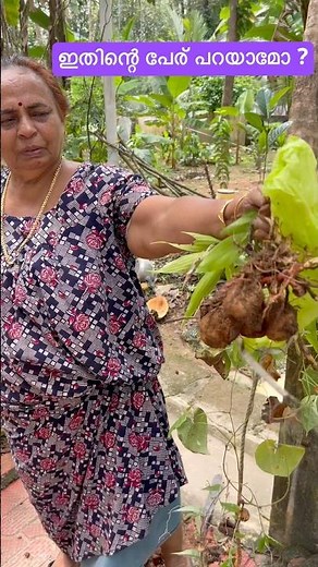 “Digging Fresh Kachil From Our Backyard | Village life