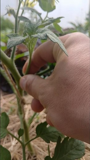 Tomates : taille des gourmands dans mon jardin 🍅✂️#tomate​ ​ #jardinage​ #potager​ #agriculture​