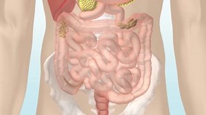 How Digestive System Hd Stock Footage Video (100% Royalty-free) 1052734730 | Shutterstock