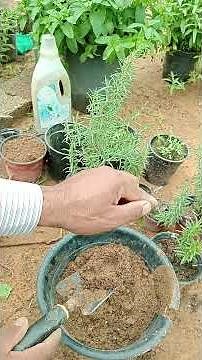 اسهل طريقه لزراعه الروزماري طريقه زراعه اكليل الجبل
