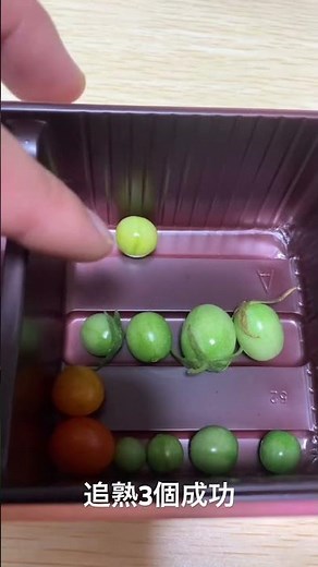 【追熟成功】鈴なりミニトマト6日間の経緯🍅 20〜25℃くらいがベスト（冷蔵庫はNG！） #家庭菜園 #ベランダ栽培