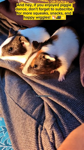 Dancing Guinea Pigs 💃🐹 #GuineaPig #CuteAnimals #Shorts
