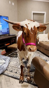17M views · 587K reactions | She loves to cuddle up with mom  Nina, the 700-pound cow, curls up on living room rug to watch TV with Mom every day! Learn more about donating to Freedom Reins here: https://thedo.do/freedomreinsdonate and keep up with them on Instagram: https://thedo.do/freedomreins | The Dodo | Facebook