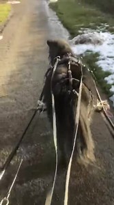 Itsy bitsy teeny weeny tiny shetland drive. | Hitch In Farm