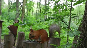 Red squirrel in the forest in its natural environment gnaws seeds and nuts. Wildlife, close-up