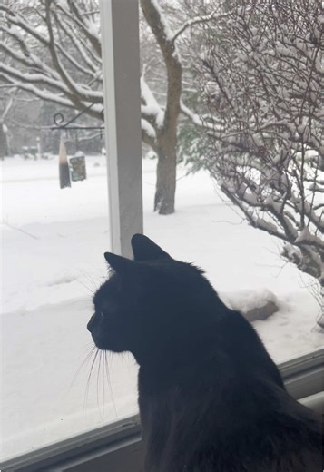 My sweet Salem watching the snow fall. #bombaycat #blackcatsmatter #bombay Bombay cat watching the snow