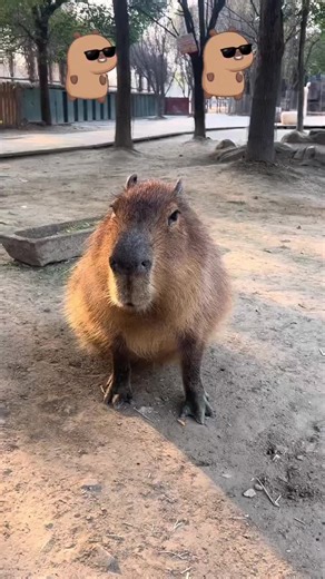 Celebrate New Year with Capybaras: Joy and Peace