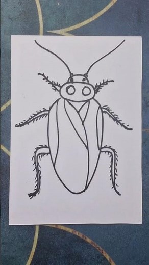 cockroach drawing, insect drawing, how to draw a cockroach