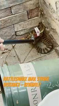 Rattlesnake Attack: Shocking 2-Foot Strike
