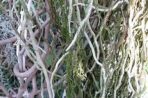 4 Effective Ways to Promote Aerial Roots (Explained)