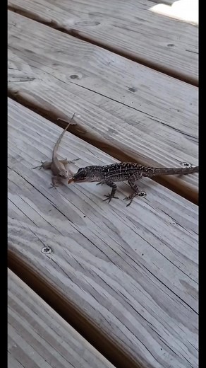 Feeding Porch Lizards: Building Trust with Reptiles